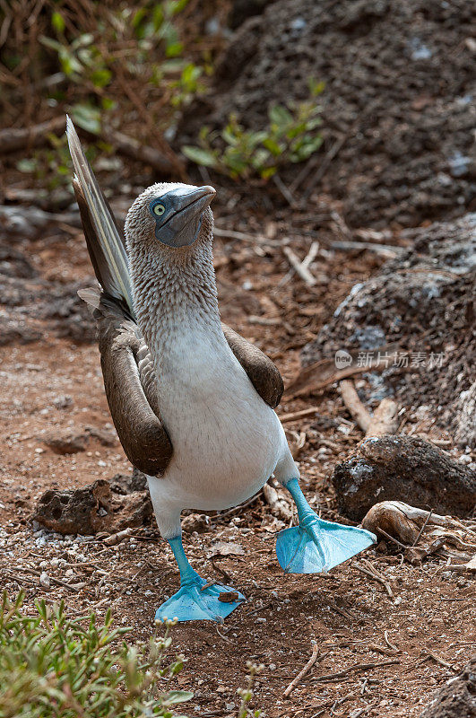 蓝脚鲣鸟，Sula nebouxii，北西摩，加拉帕戈斯群岛，厄瓜多尔。显示。讨好。